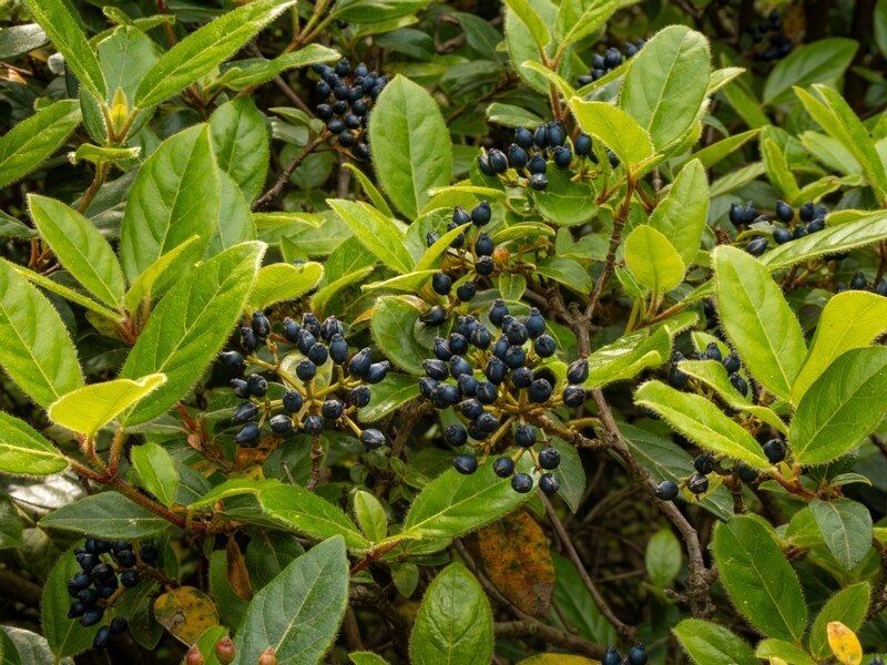 Viburnum tinus  2025-05-11 1-1