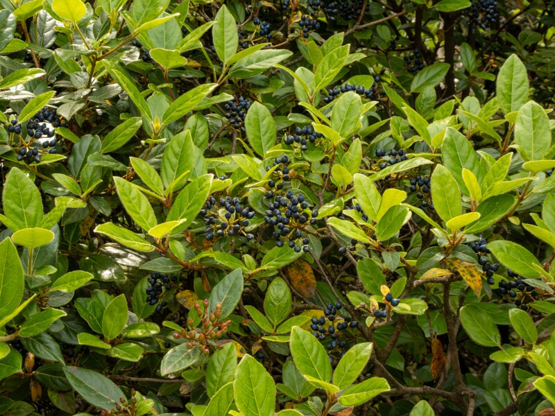 Viburnum tinus  2025-05-11 1-3