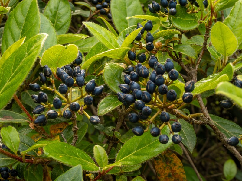 Viburnum tinus  2025-05-11 1-4