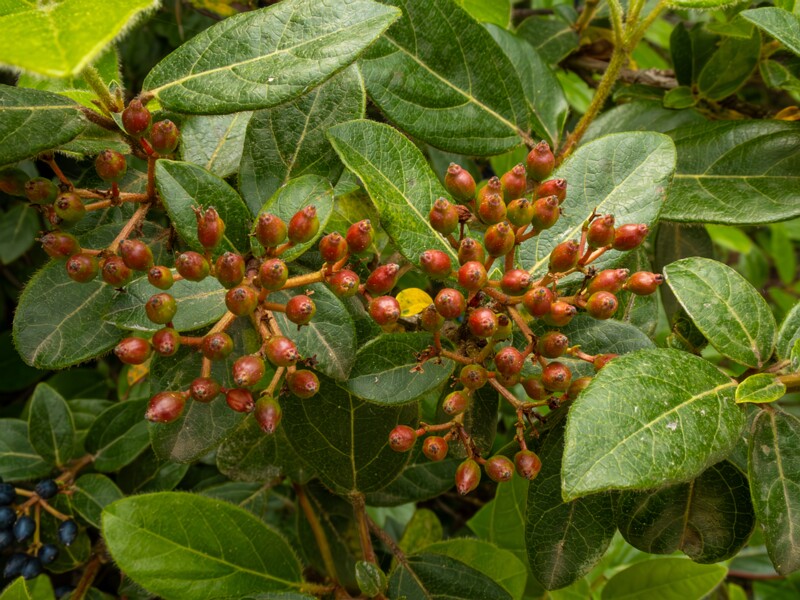 Viburnum tinus  2025-05-11 1-5