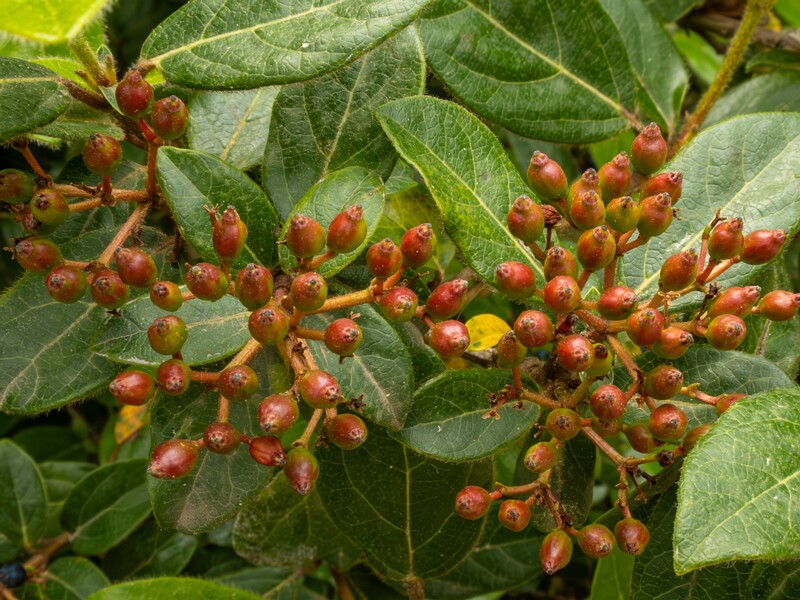 Viburnum tinus  2025-05-11 1-6
