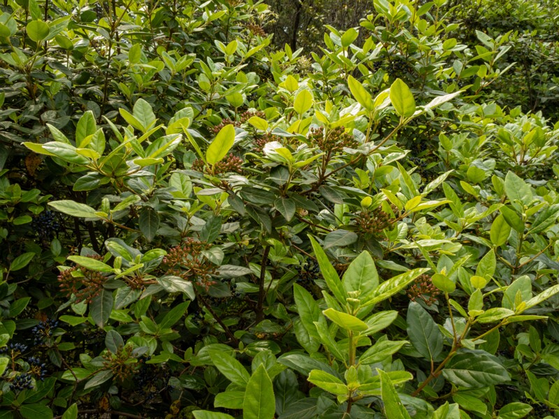 Viburnum tinus  2025-05-11 1-7