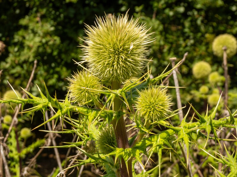 lat. Echinops spinosissimus