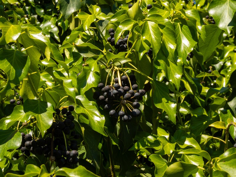 lat. Hedera helix