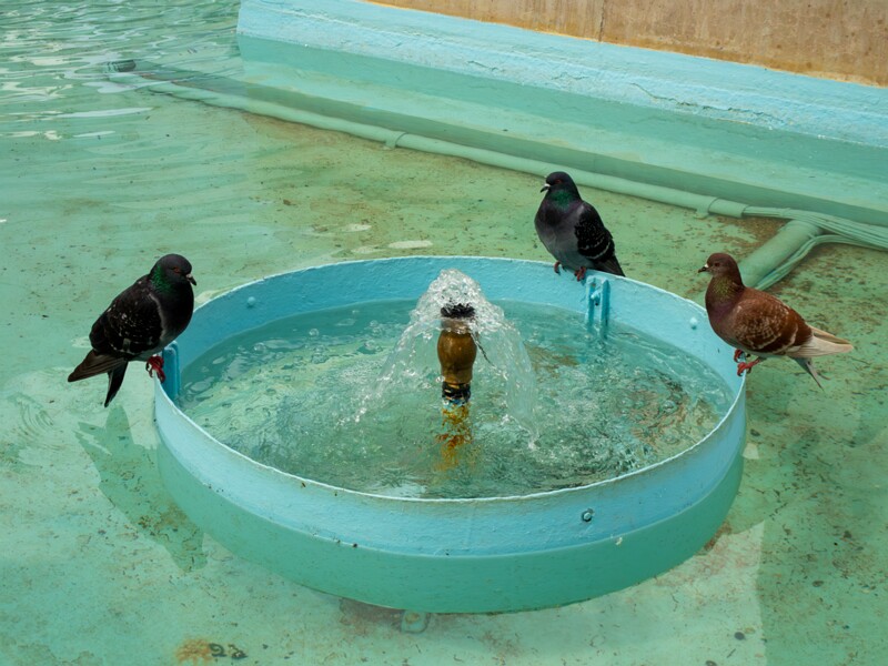 Faune de Menton  2025-05-16 1-1