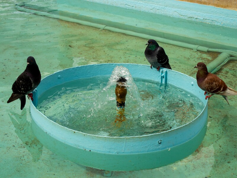 Faune de Menton  2025-05-16 1-2