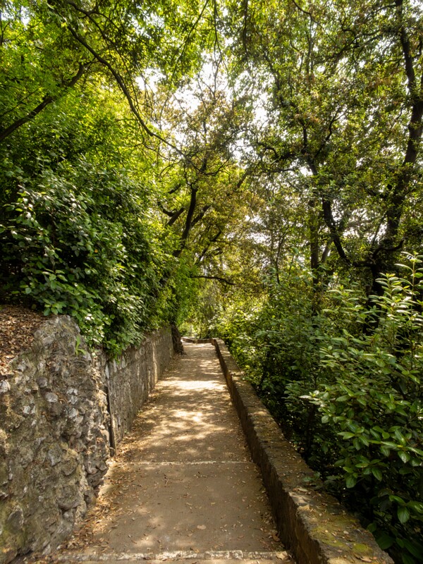 Castle hill forest  2025-05-11 1-1