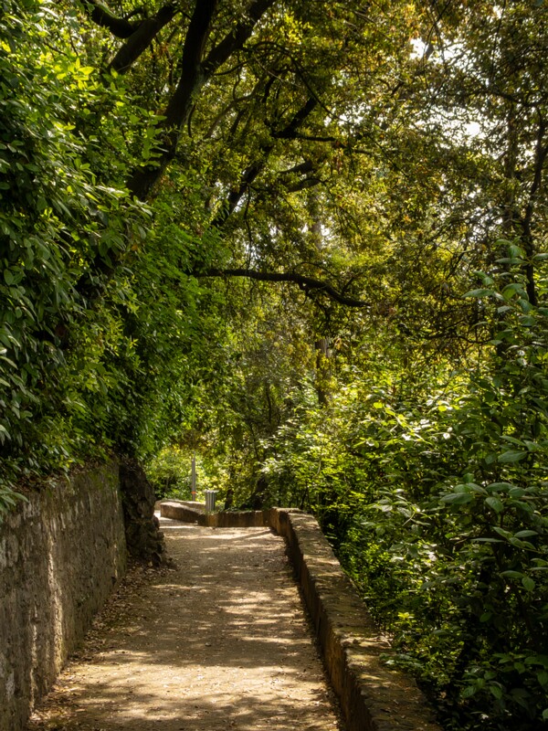 Castle hill forest  2025-05-11 1-2