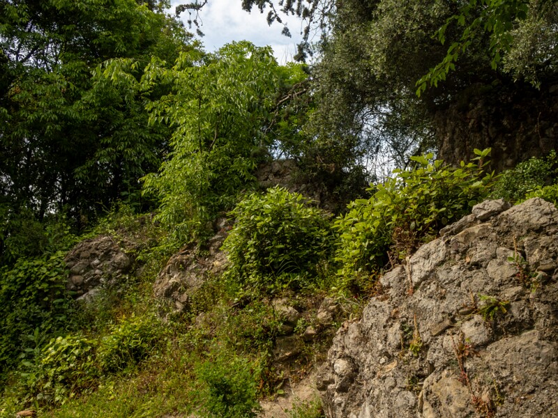 Castle hill forest  2025-05-11 2-3