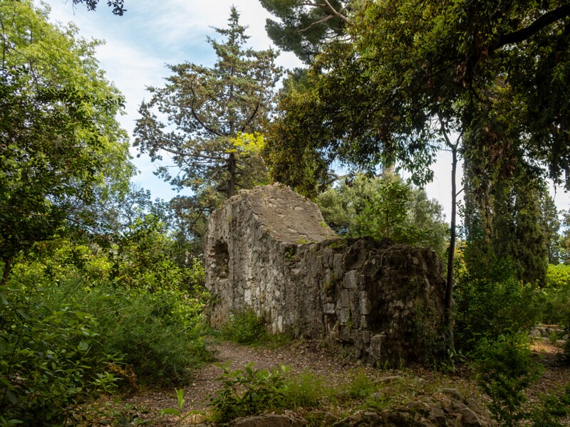 Castle hill forest  2025-05-11 2-4