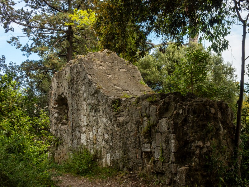 Castle hill forest  2025-05-11 2-5