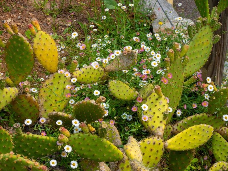 Jardin botanique de Nice  2025-05-13 1-10