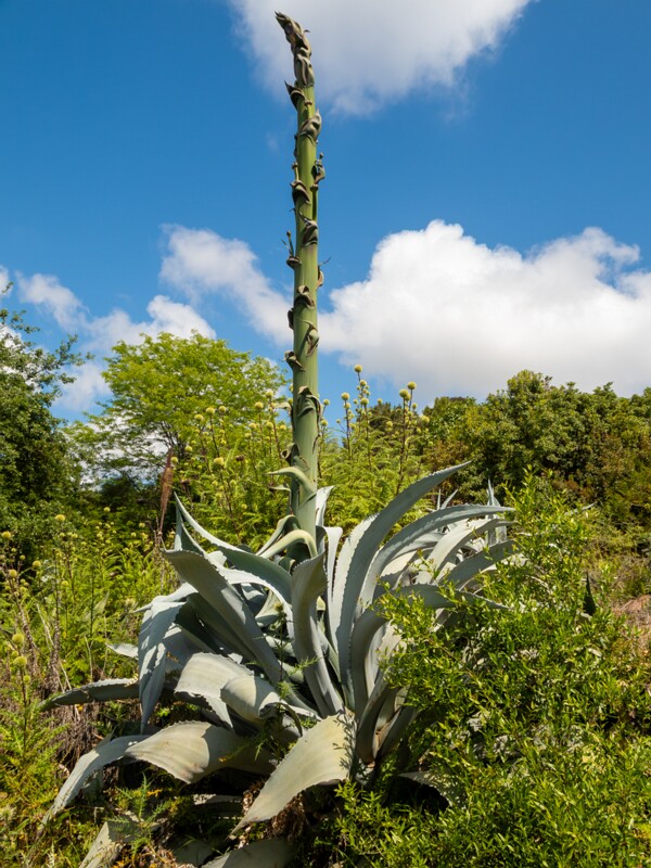Jardin botanique de Nice  2025-05-13 1-2