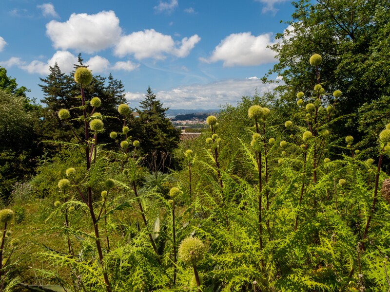 Jardin botanique de Nice  2025-05-13 1-4