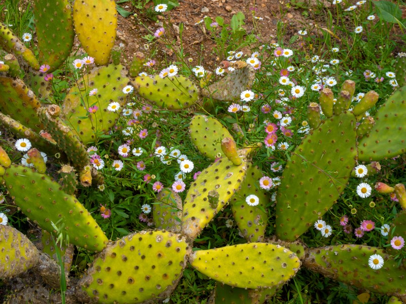 Jardin botanique de Nice  2025-05-13 1-7