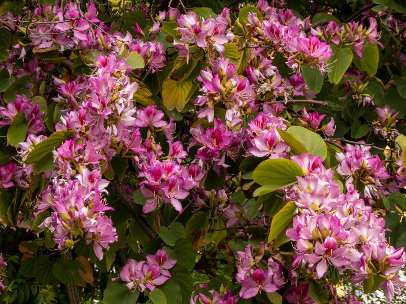 Bauhinia × blakeana  2025-05-16 1-1