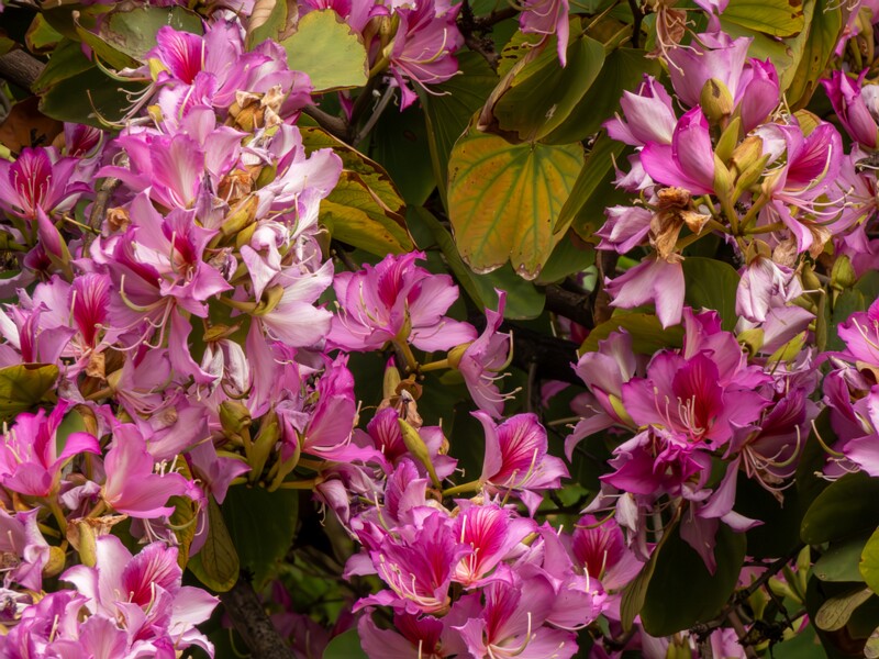 Bauhinia × blakeana  2025-05-16 1-2