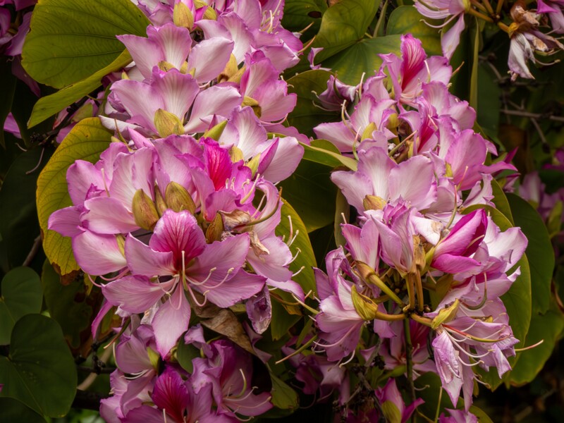 Bauhinia × blakeana  2025-05-16 1-3