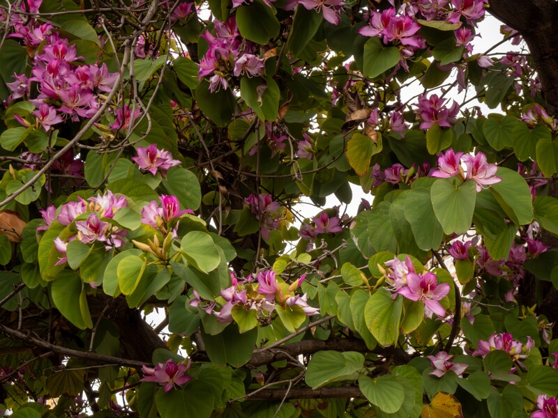 Bauhinia × blakeana  2025-05-16 1-4