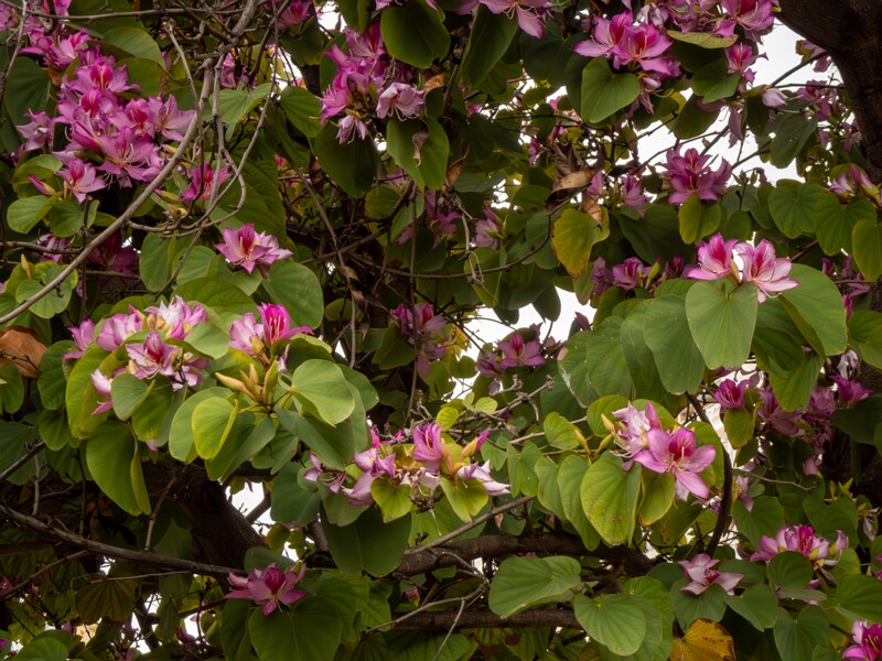 Bauhinia × blakeana  2025-05-16 1-5