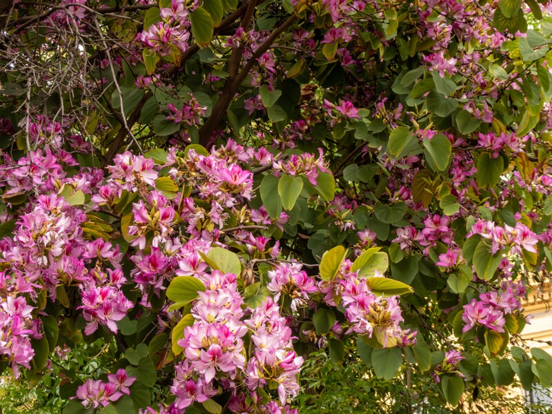 Bauhinia × blakeana  2025-05-16 1-6