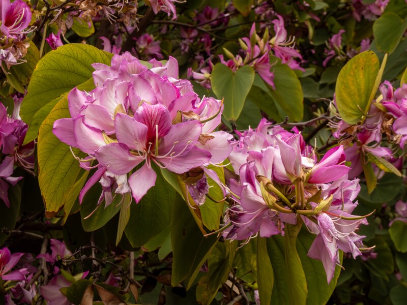 Bauhinia × blakeana  2025-05-16 1-7