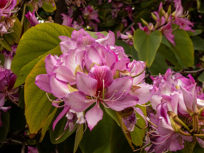 Bauhinia × blakeana  2025-05-16 1-8