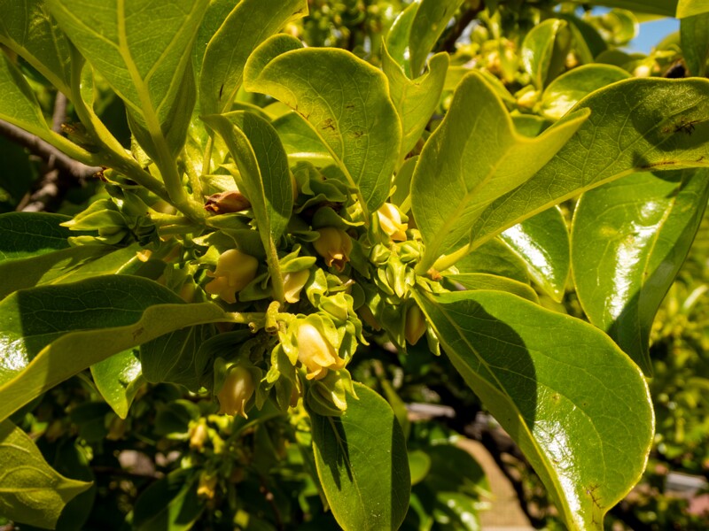 Diospyros kaki  2025-05-14 1-1