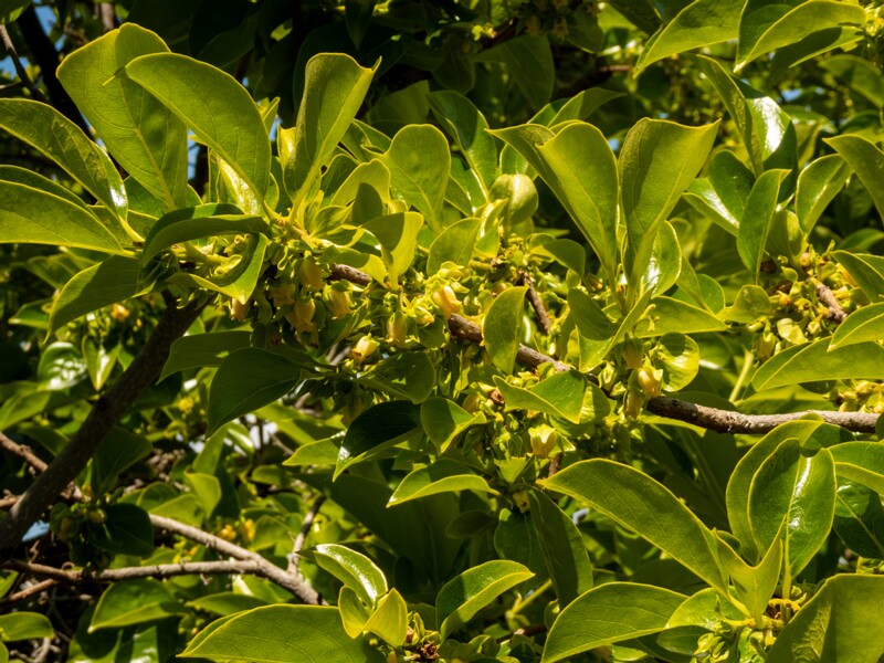 Diospyros kaki  2025-05-14 1-10