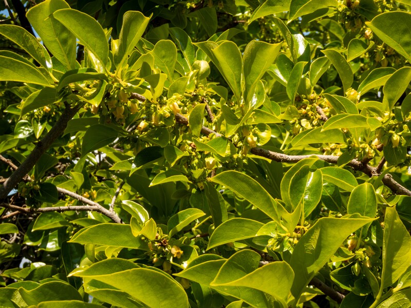 Diospyros kaki  2025-05-14 1-11