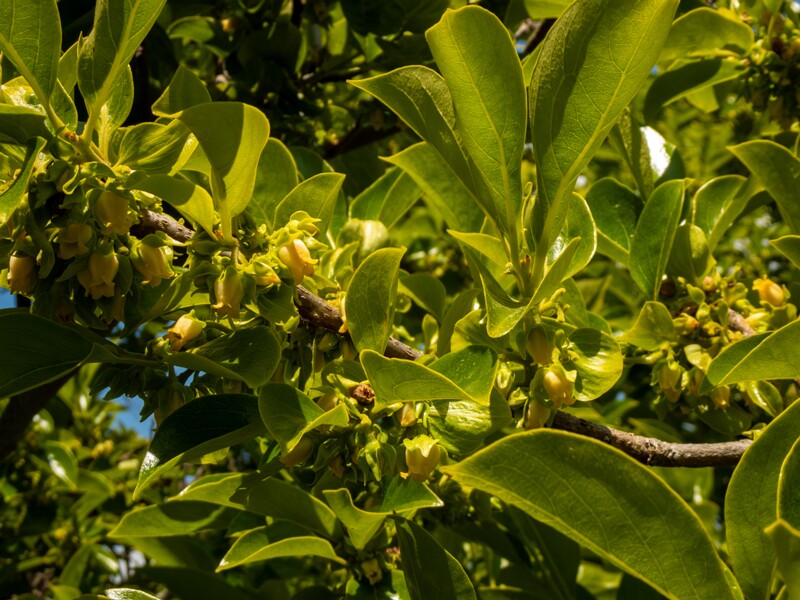 Diospyros kaki  2025-05-14 1-2