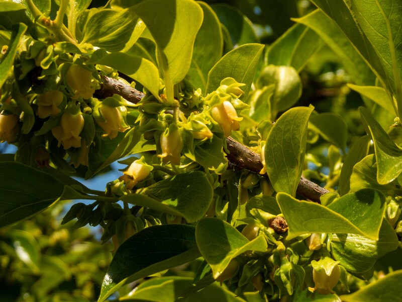 Diospyros kaki  2025-05-14 1-3