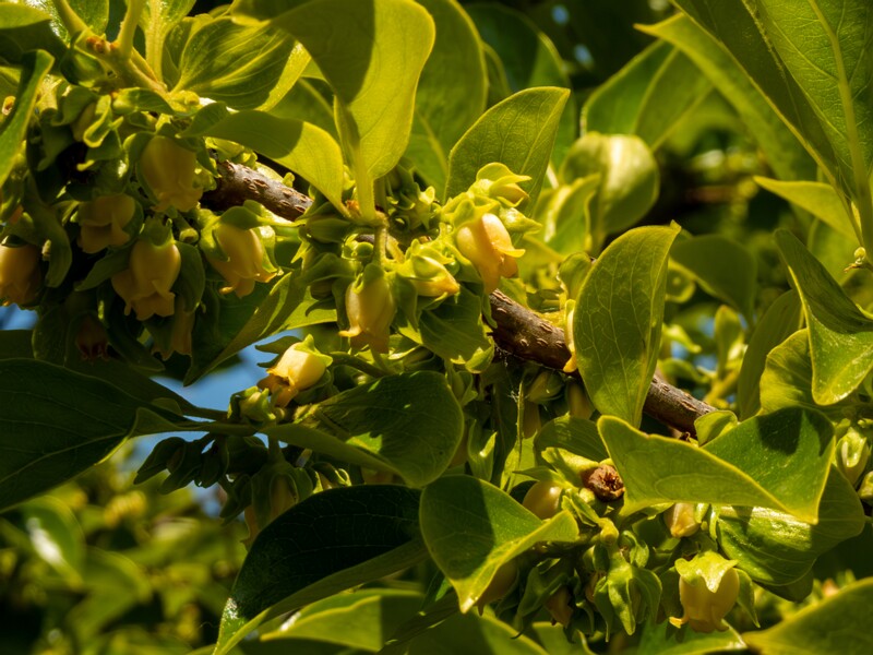 Diospyros kaki  2025-05-14 1-4