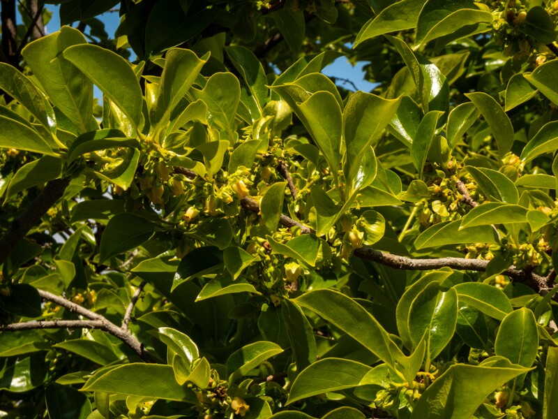 Diospyros kaki  2025-05-14 1-5