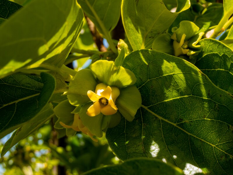 Diospyros kaki  2025-05-14 1-6