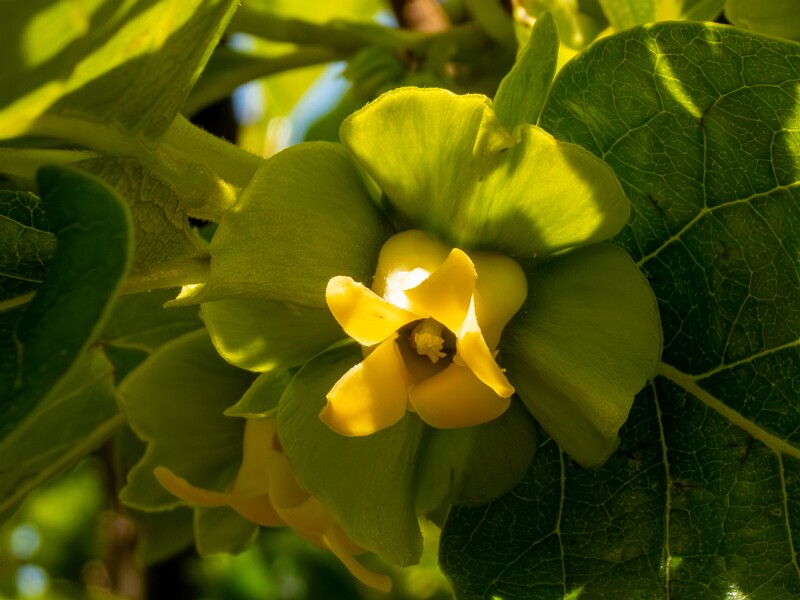 Diospyros kaki  2025-05-14 1-7