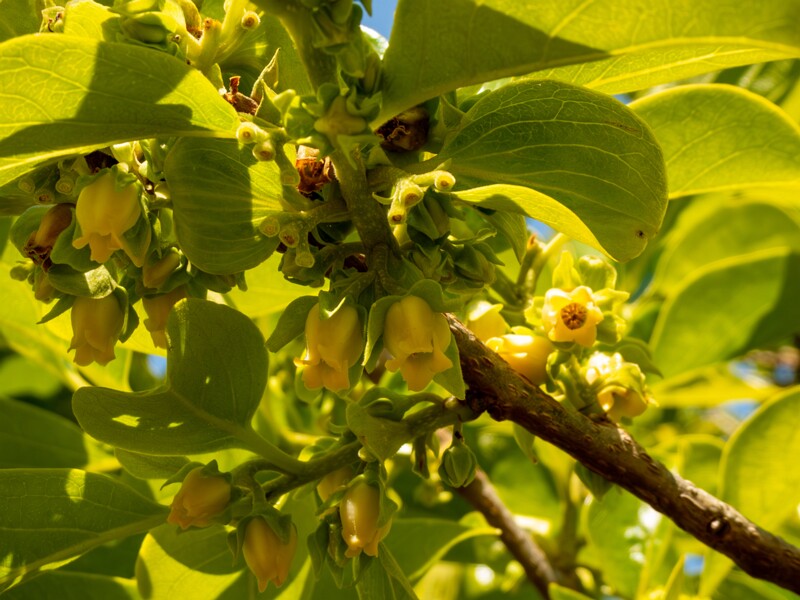 Diospyros kaki  2025-05-14 1-8