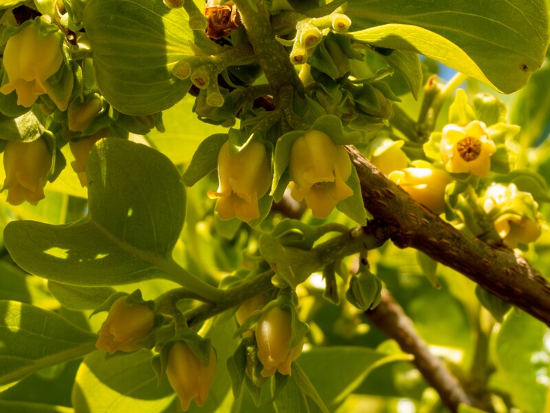 Diospyros kaki  2025-05-14 1-9
