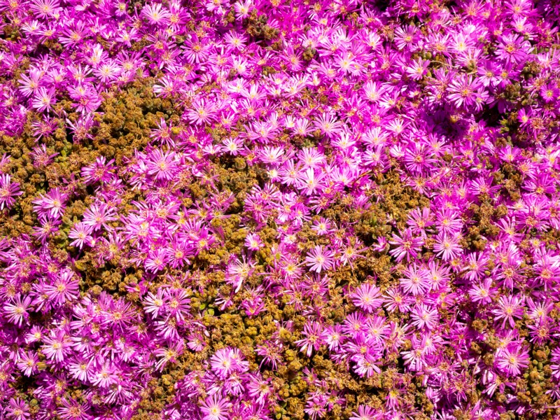 Drosanthemum floribundum  2025-05-15 1-1