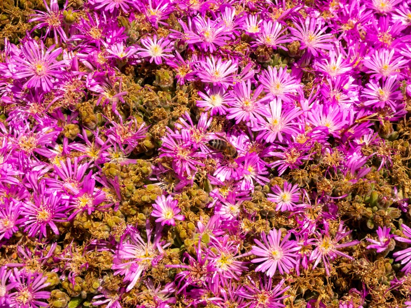 Drosanthemum floribundum  2025-05-15 1-2