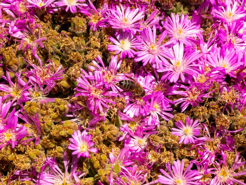 Drosanthemum floribundum  2025-05-15 1-3