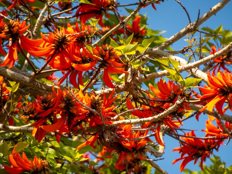 Erythrina lysistemon  2025-05-14 1-3