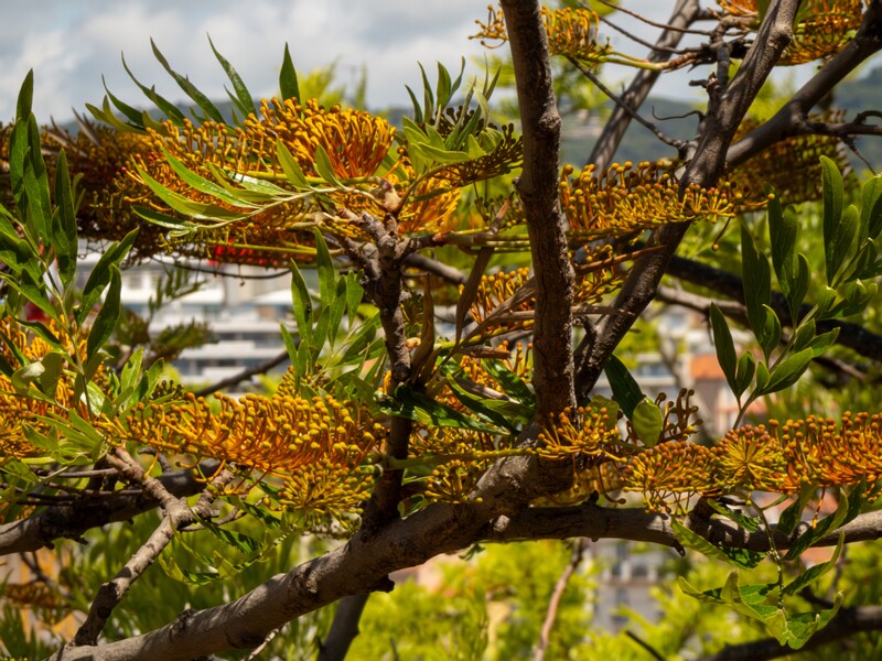 Grevillea robusta  2025-05-17 1-10
