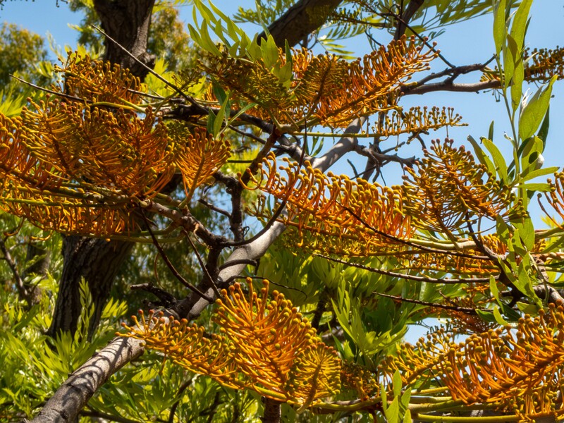 Grevillea robusta  2025-05-17 1-2