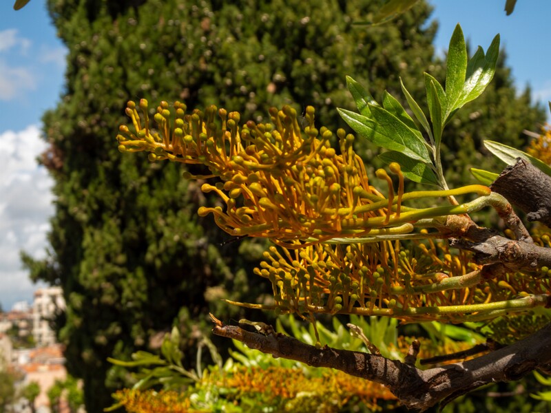 Grevillea robusta  2025-05-17 1-4