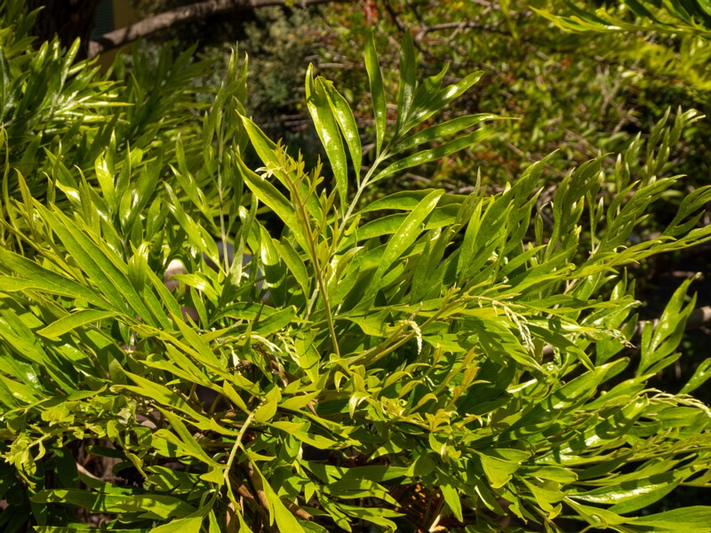 Grevillea robusta  2025-05-17 1-5