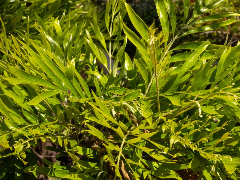 Grevillea robusta  2025-05-17 1-6