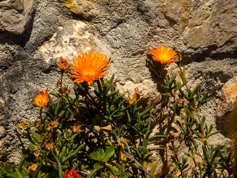 Lampranthus glaucoides  2025-05-15 1-1