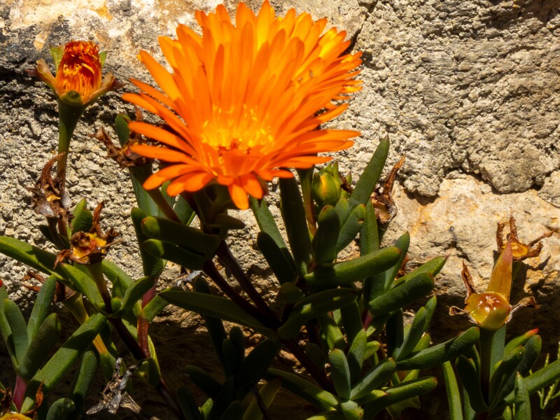Lampranthus glaucoides  2025-05-15 1-2