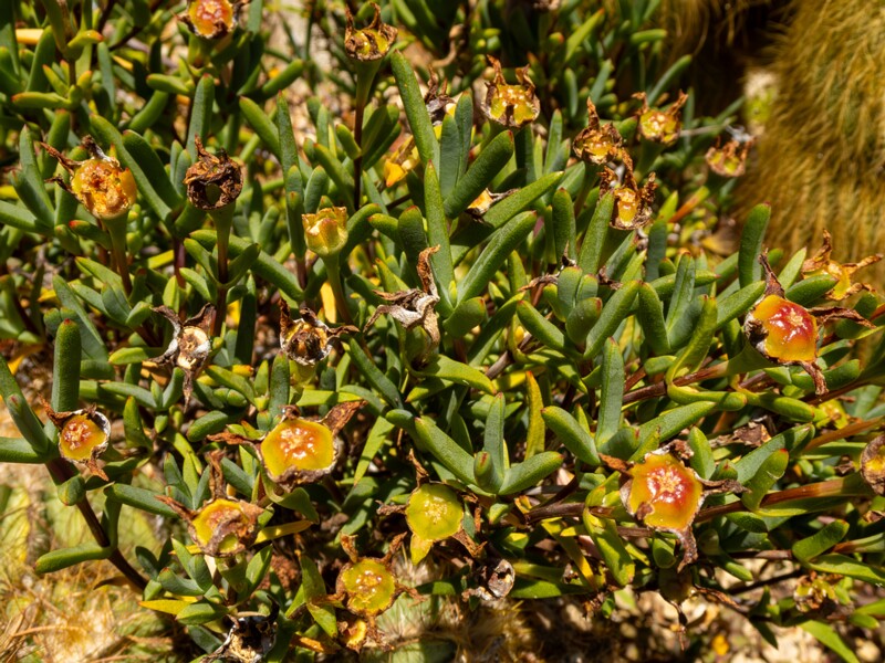 Lampranthus glaucoides  2025-05-15 1-3